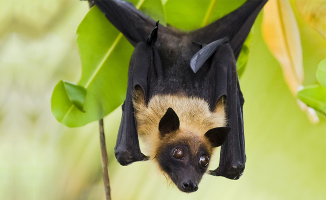 Coronavirus , BAT