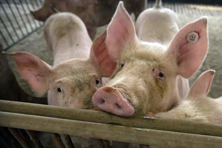 New Swine Flu Found In China Has Pandemic Potential Pig G4 