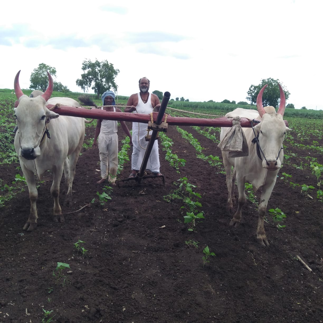 Mahadev Jankar works in farm