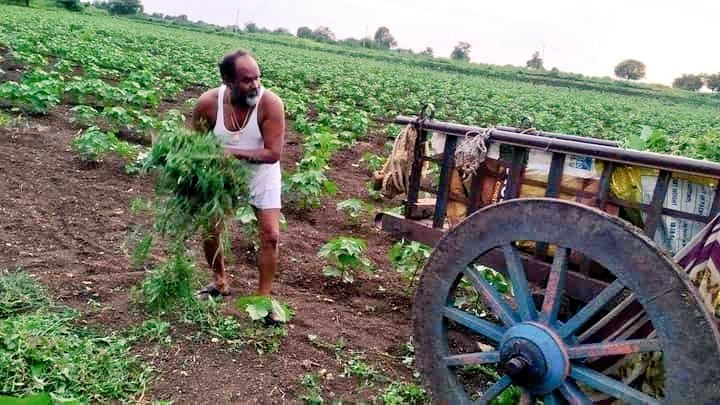 Mahadev Jankar works in farm