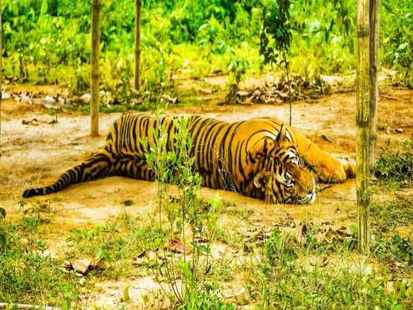 Tiger died after a bullet fired by a forest guard