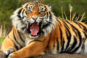 Villager killed in tiger attack in Nagpur