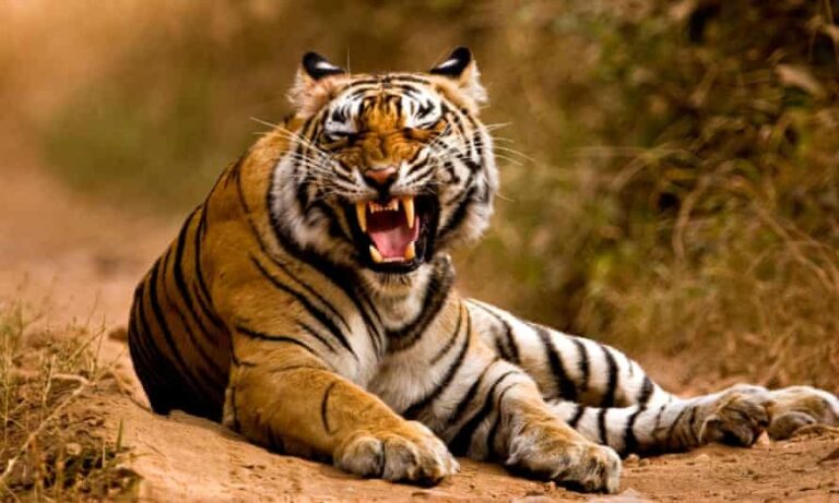 Villager killed in tiger attack in Nagpur