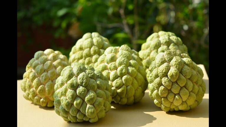 custard apple’s advantages and disadvantages