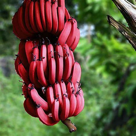Red bananas are good for health