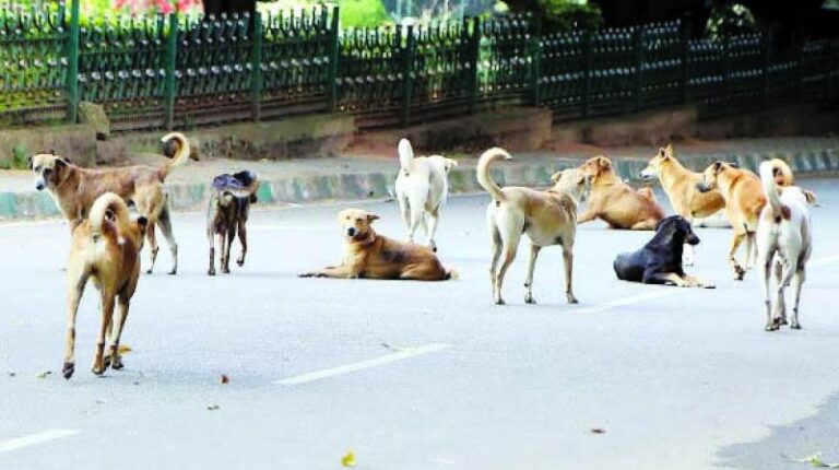 BMC spent Rs 9 crore neutering stray dogs in the last five years
