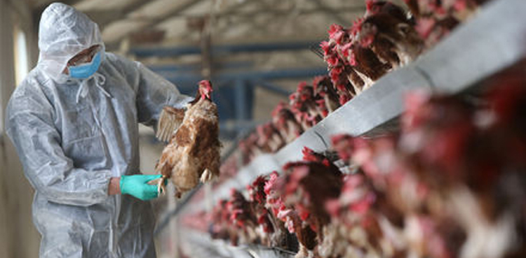 Bird flu threat in Thane, 300 chickens die, says district collector