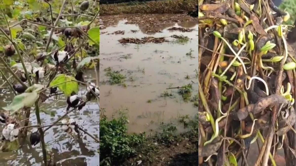 Crisis of 'Tibar Planting' in Vidarbha