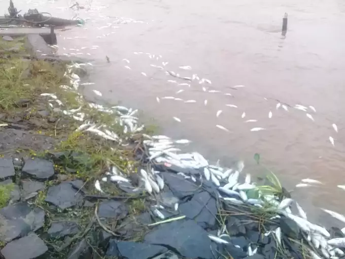 Dead-fish-found-again-in-Krishna-river