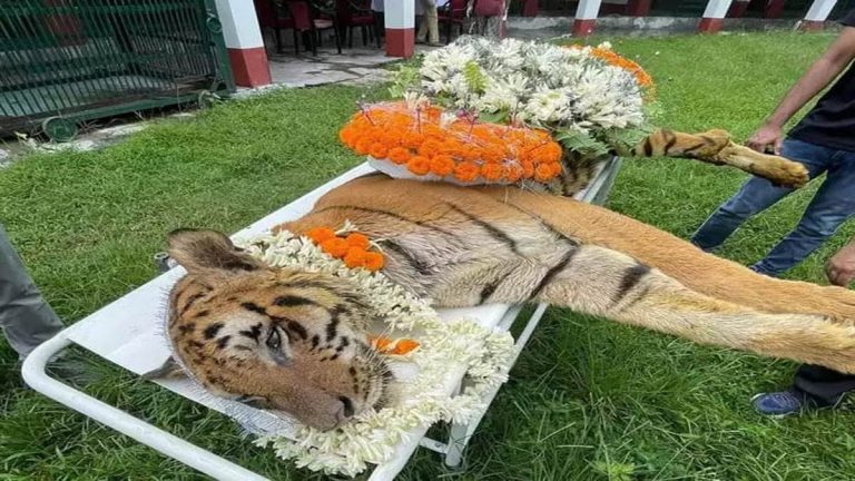India's oldest tiger dies