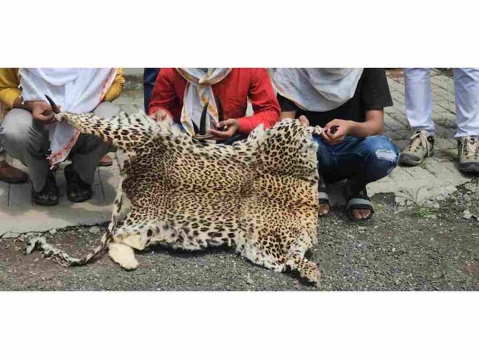 Nashik News lawyer smuggled leopard skin