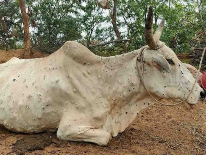 BMC started lumpy vaccination drive for cows