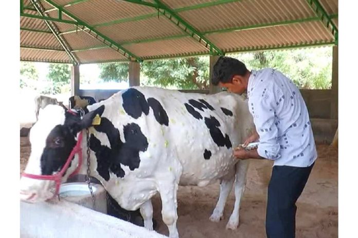 Lumpy Skin Disease spread across 2151 villages in Maharashtra; 1916 cattle’s are dead