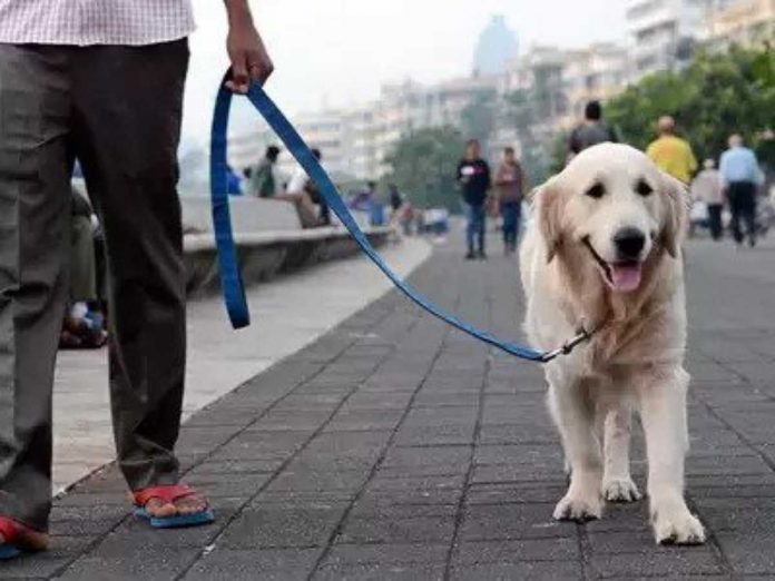 People walking pet dogs in Mumbai Be careful!