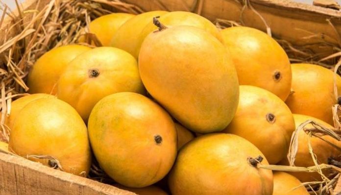 agricultural-fair-organized-by-maharashtra-state-mango-producers-association