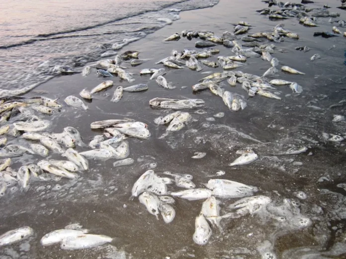 Godavari river pollution problem; Hundreds of fish died