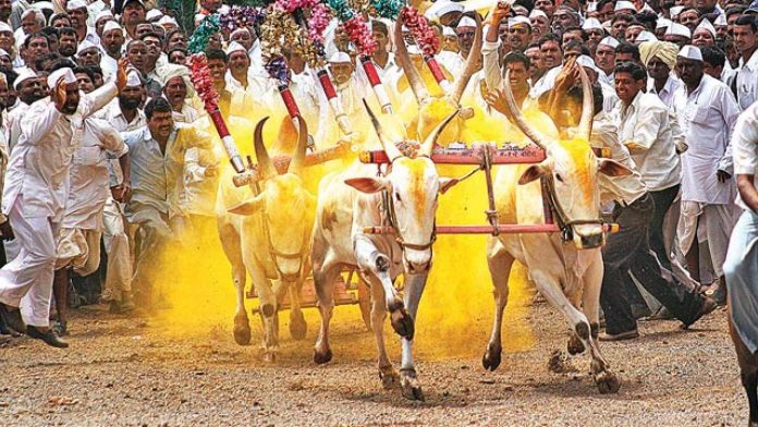 The thrill of India's biggest Rustam-e-Hind bullock cart race to be held in Sangli