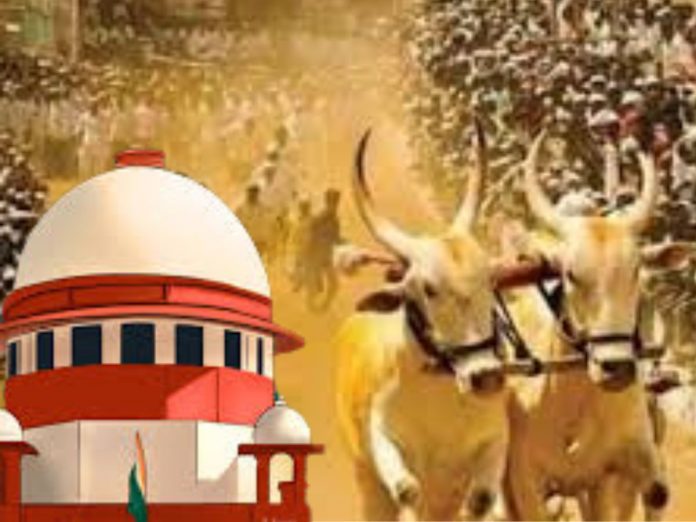 Supreme Court's comforting verdict Ban on bullock cart racing in Maharashtra lifted
