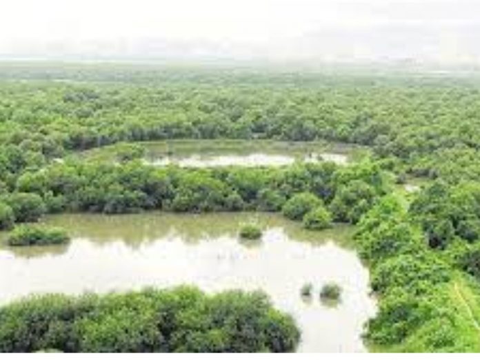 Thane district administration wakes up after land mafia clears hundreds of hectares of mangrove forest; Toll free number for mangrove