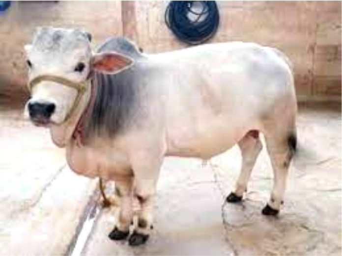 Punganur cow, beneficial for farmers