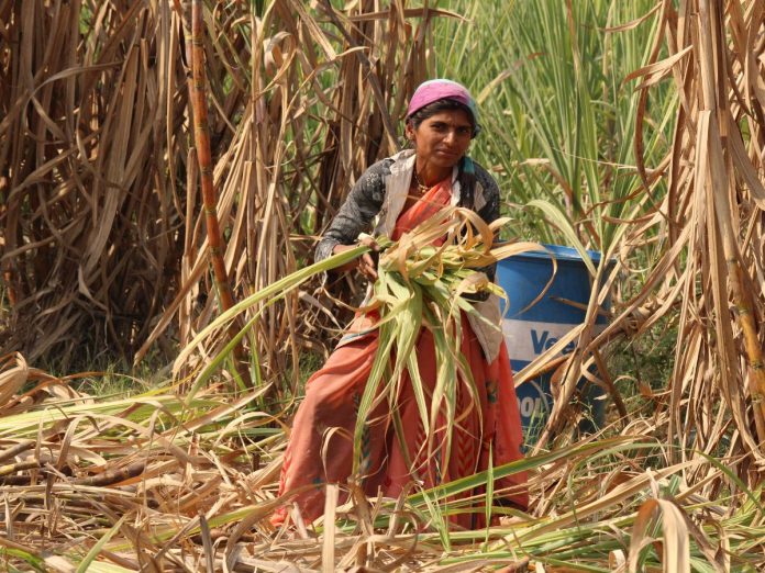 Maharashtra Govt Ban sugarcane export to other states