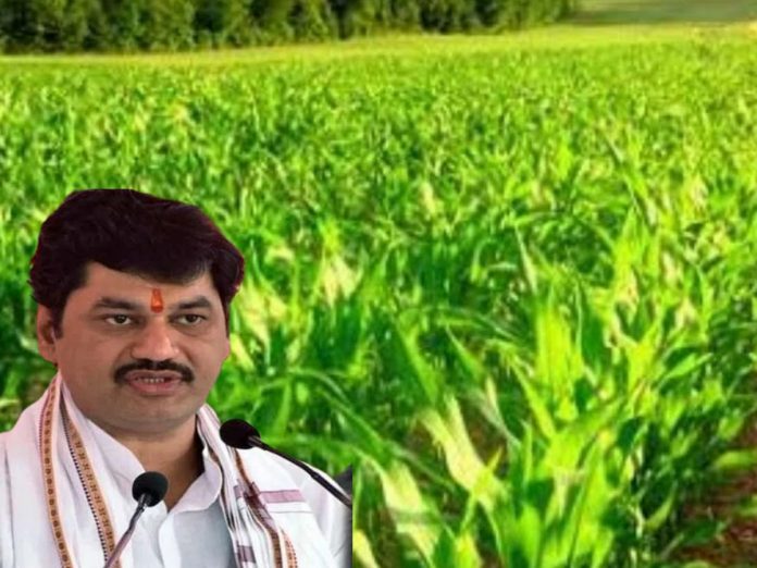 Diwali happy for farmers Agriculture Minister Dhananjay Munde got the insurance amount